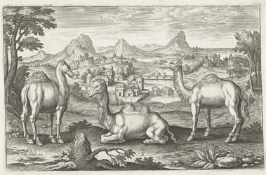 Drei Kamele, graviert von Adriaen Collaert (ca. 1560-1618)